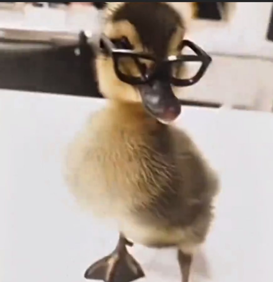 Duckling in glasses