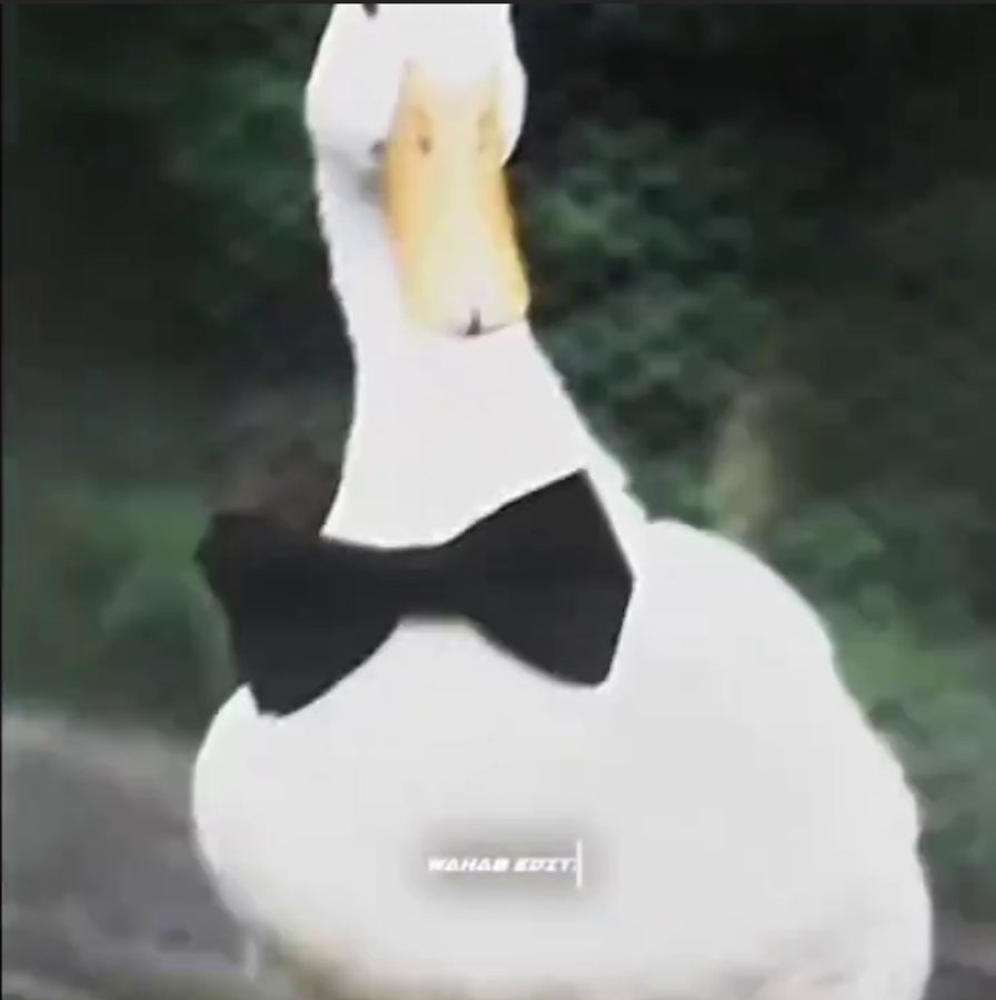 Duck in a bow tie