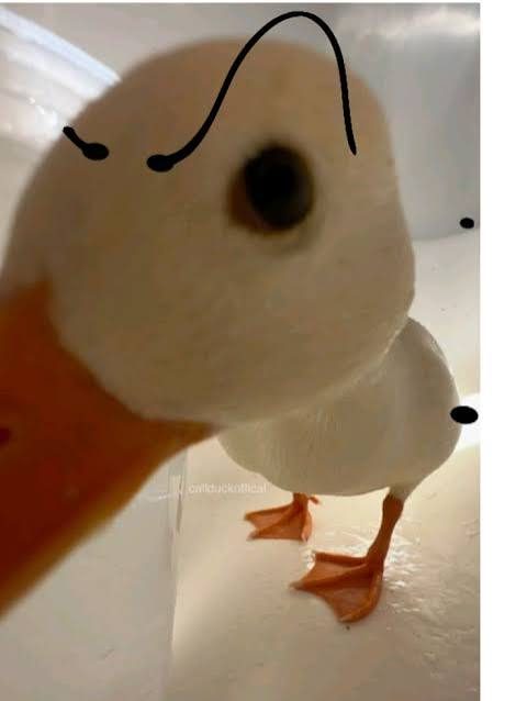 Duck with raised eyebrows
