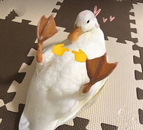 Duck making a heart