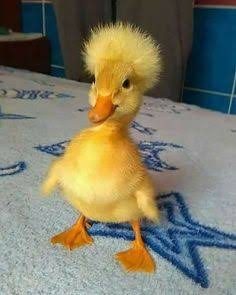 Fluffy yellow duckling