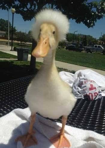Fluffy-headed duckling