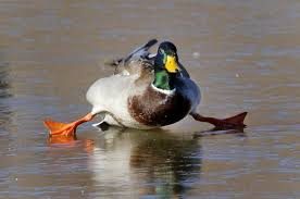 Mallard sliding on ice